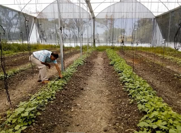 Eje 5: Módulos de producción.
